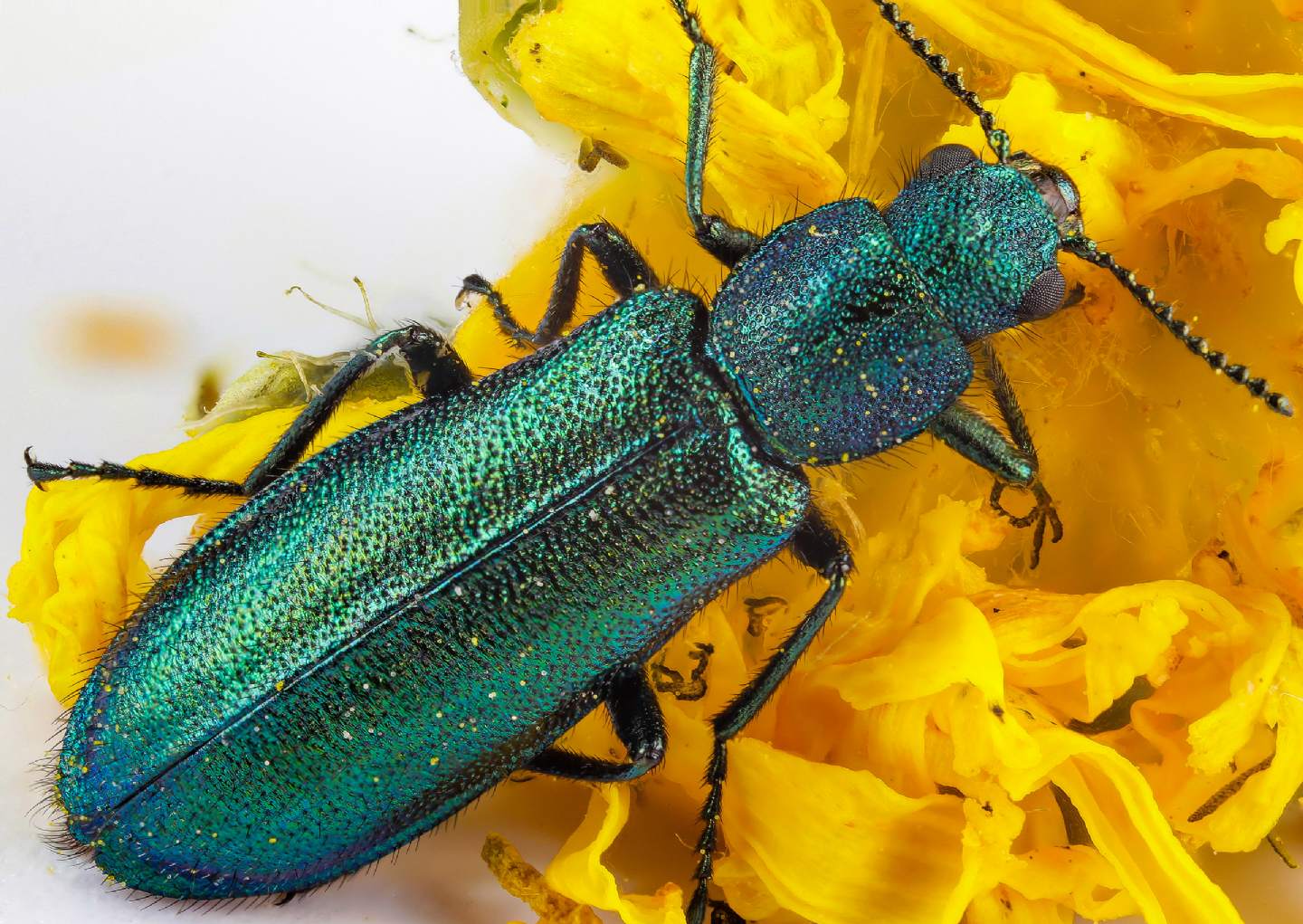 Dasytidae - Psilothrix viridicoerulea